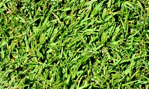 Aloha Seashore Paspalum Grass | San Diego Sod Farm