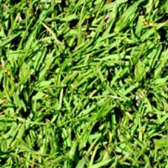 Seashore Paspalum Sod