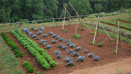 Organic Gardening for New Gardeners