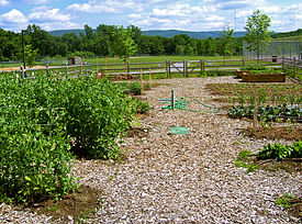 How To Start Your Organic Garden