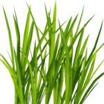 San Diego Sod Farm Fresh Sod