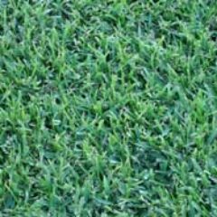 St. Augustine Grass Sod