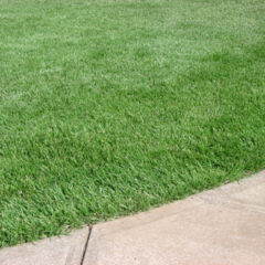 Performance Tall Fescue
